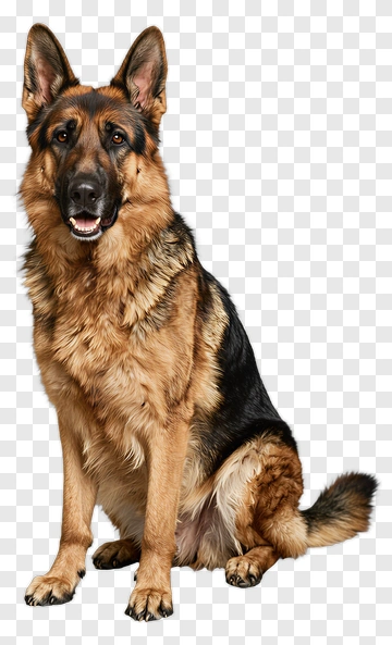 German Shepherd Sitting PNG