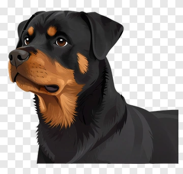 Rottweiler Portrait PNG