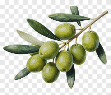 Olive Branch With Green Olives PNG