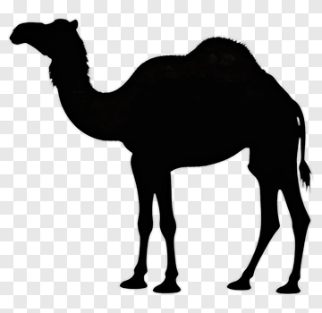 Camel Silhouette PNG