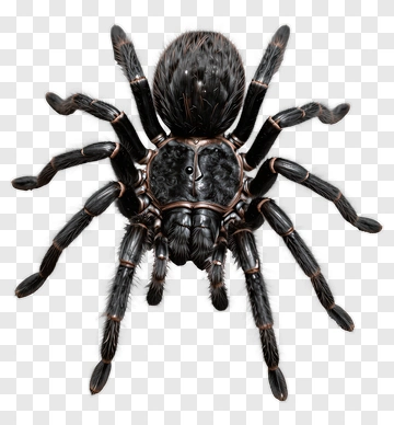 Black Spider With Brown Markings PNG