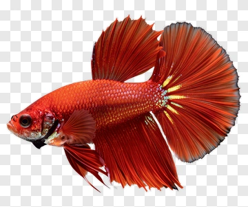 Red Betta Fish With Flowing Fins PNG