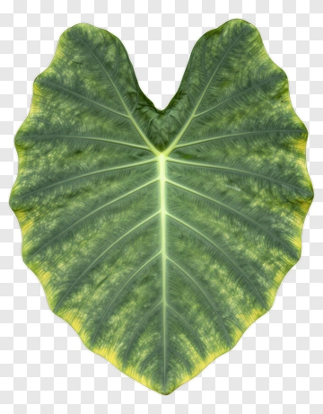 Heart-shaped Leaf With Green And Yellow Veins PNG