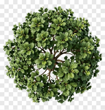 Top View Of A Lush Green Tree Canopy PNG