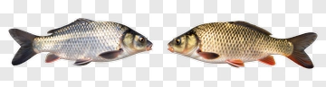 Two Carp Fish Facing Each Other PNG