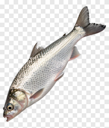 Fresh Silver Fish PNG