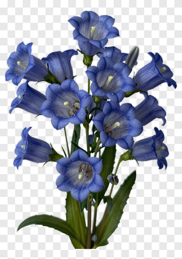 Blue Bellflower With Green Leaves PNG