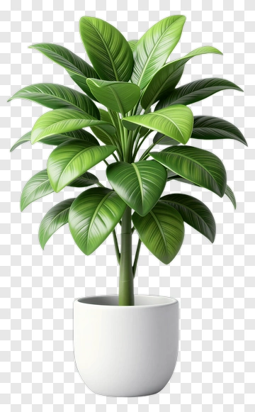 Green Ficus Plant In White Pot PNG