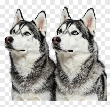 Two Siberian Huskies PNG