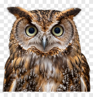 Close-up Of An Owl PNG