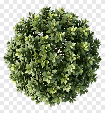 Topiary Ball PNG
