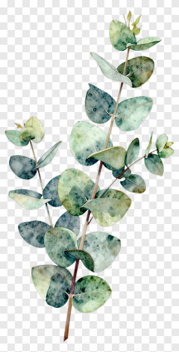 Eucalyptus Branch PNG