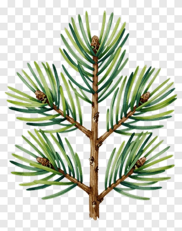 Watercolor Pine Branch With Needles And Cones PNG