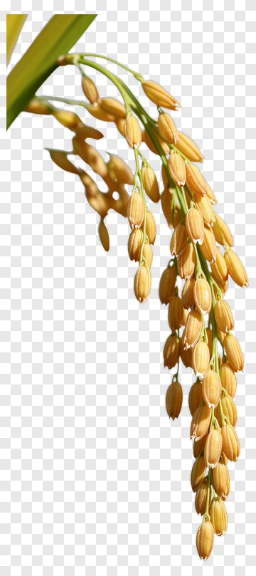Ripe Rice Ear In Golden Light PNG