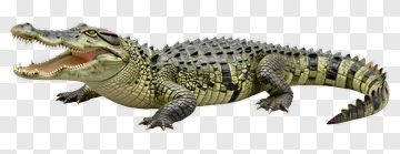 Crocodile With Open Mouth PNG