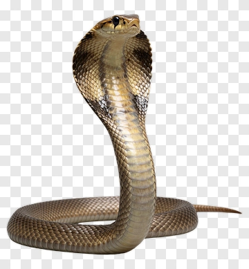 Cobra With Raised Hood PNG