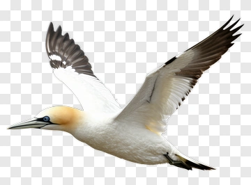 Gannet In Flight PNG