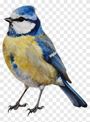 Blue Tit Bird Watercolor Illustration PNG