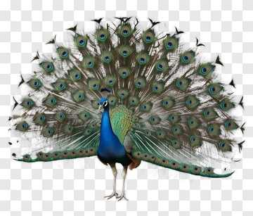 Peacock With Open Tail Feathers PNG