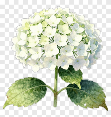 White Hydrangea With Green Leaves PNG