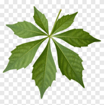Five-lobed Leaf PNG