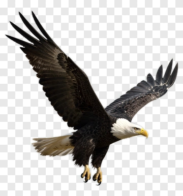American Eagle In Flight PNG