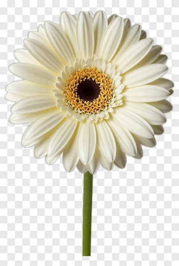 White Daisy With Yellow Center PNG