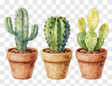 Three Potted Cacti In Watercolor PNG