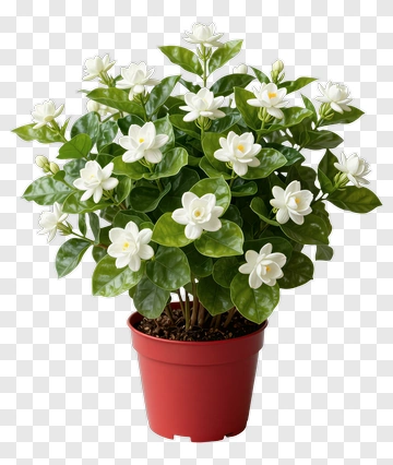 White Jasmine Blooming In Red Pot PNG