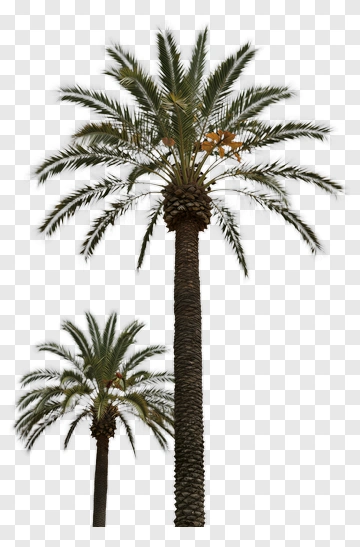 Tall Palm Tree With Fronds PNG