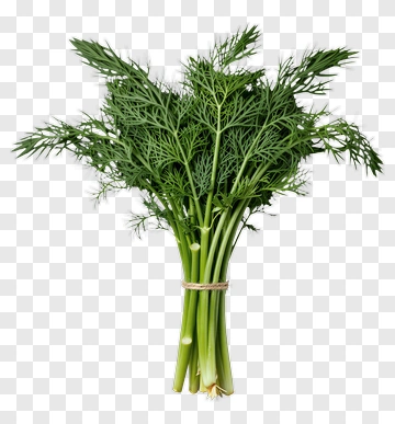 Fresh Dill Bundled With Twine PNG