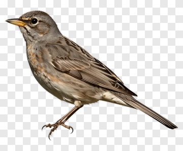 Gray Bird With Brown Markings PNG
