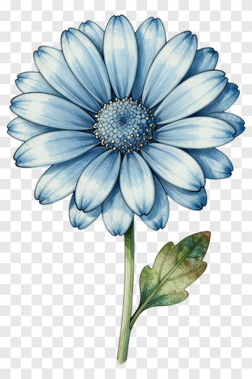 Blue Daisy With Leaf PNG