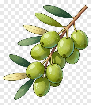 Olive Branch With Green Olives PNG