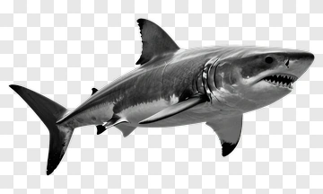 Shark In Grayscale PNG