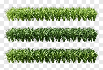 Rows Of Green Grass PNG
