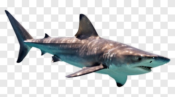 Shark PNG