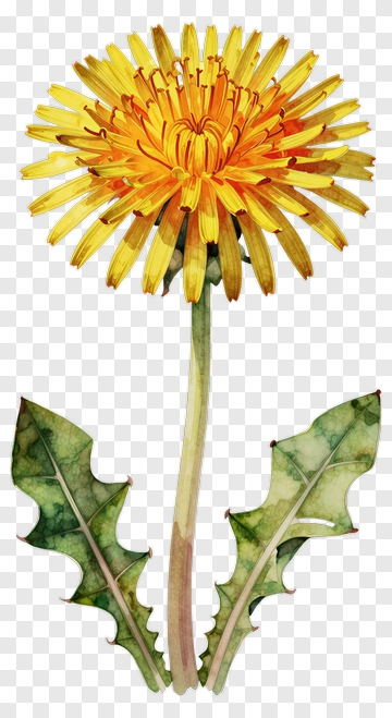 Watercolor Dandelion PNG