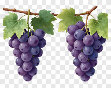 Two Bunches Of Purple Grapes On Vine PNG
