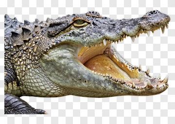Crocodile PNG
