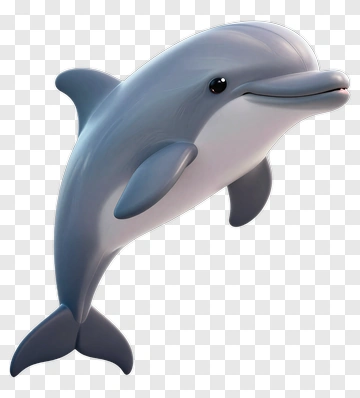 Happy Dolphin PNG