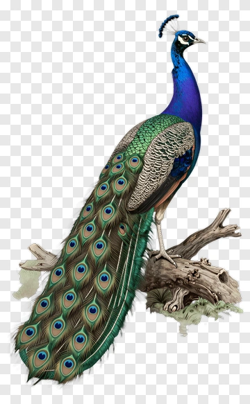 Peacock With Detailed Feather Pattern PNG