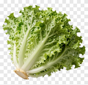 Fresh Lettuce PNG