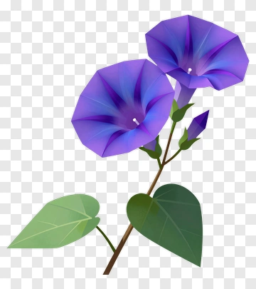 Purple Morning Glory With Green Leaves PNG