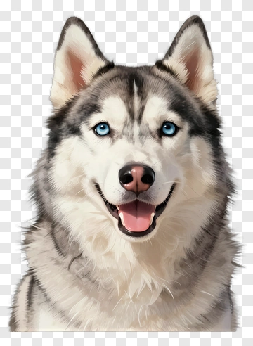 Portrait Of A Smiling Husky PNG