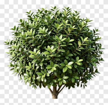 Topiary Tree PNG