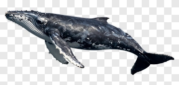 Humpback Whale In Motion PNG