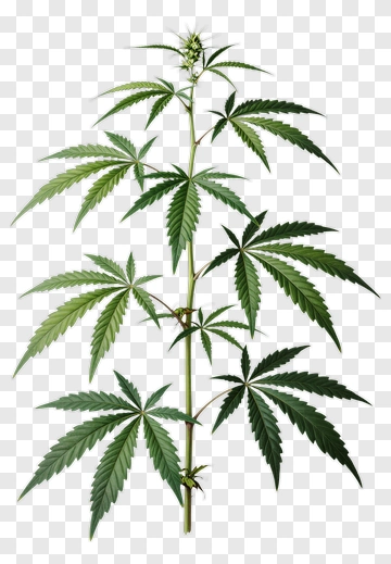 Marijuana Plant PNG