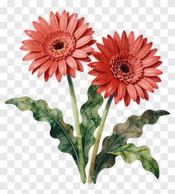 Red Gerbera Daisy With Green Leaves PNG
