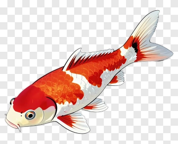 Koi Fish PNG